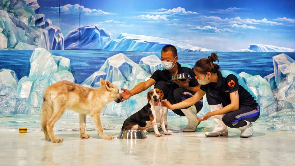 Çin’de Beagle türü bir köpek, ilk kutup kurdunu doğurdu