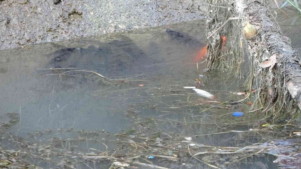 Antalya'da sulama kanalında balık ölümleri