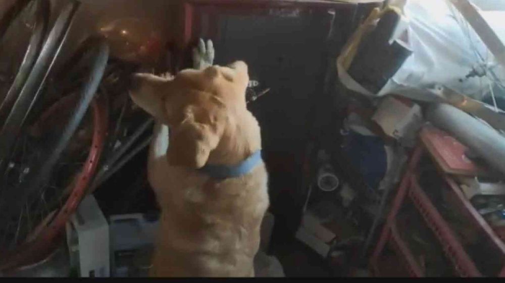 Çelik kasadaki uyuşturucuyu narkotik köpeği buldu