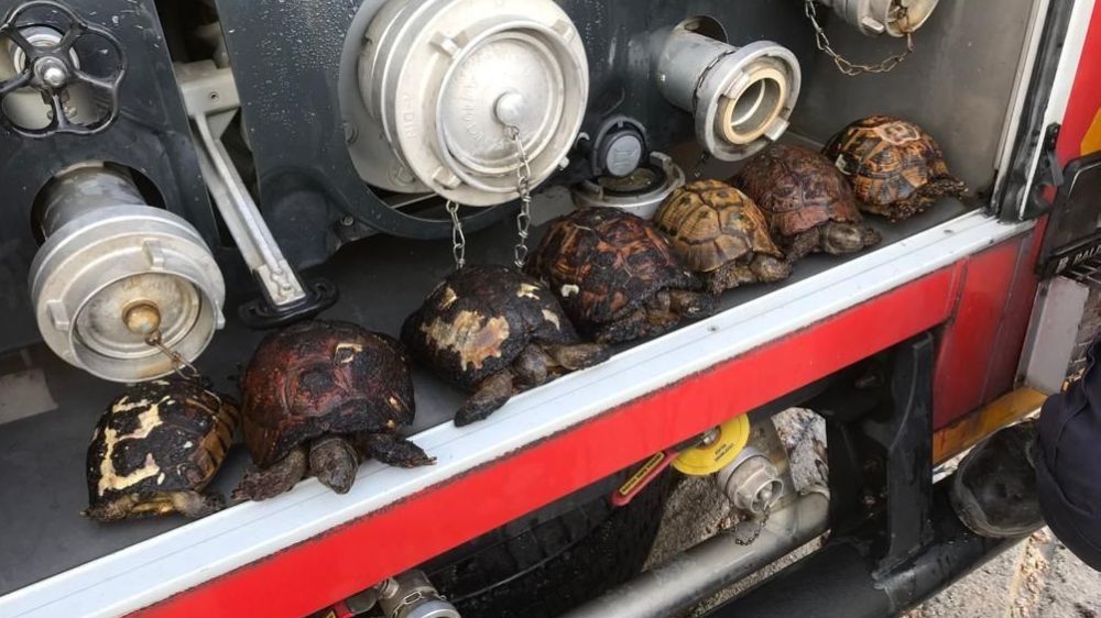 Bandırma'daki yangında itfaiye ekipleri 8 kaplumbağa ile 1 yavru köpeği kurtardı