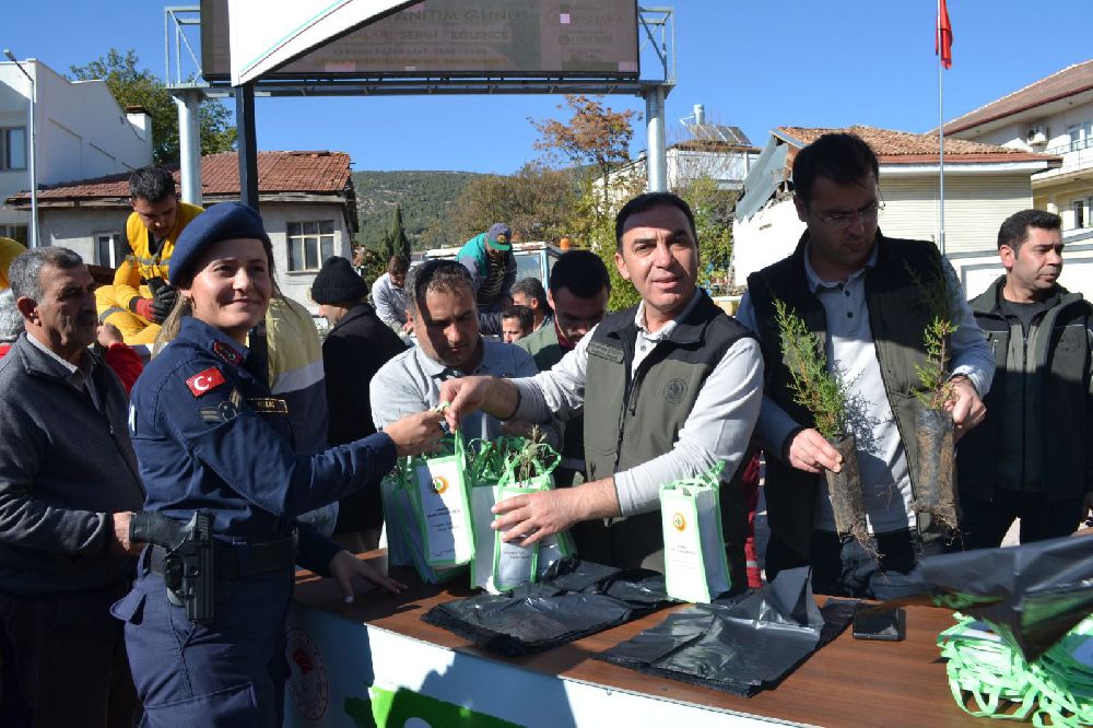 Bucak'ta ücretsiz fidan dağıtımı