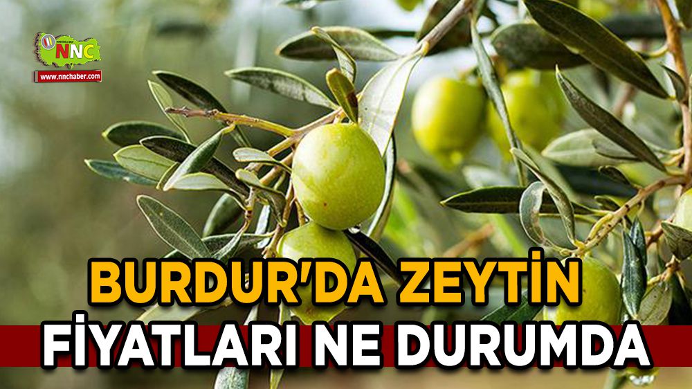 Burdur'da zeytin fiyatları ne durumda