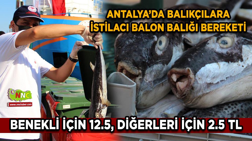 İstilacı balon balığı Antalya’da balıkçılara bereket getirdi