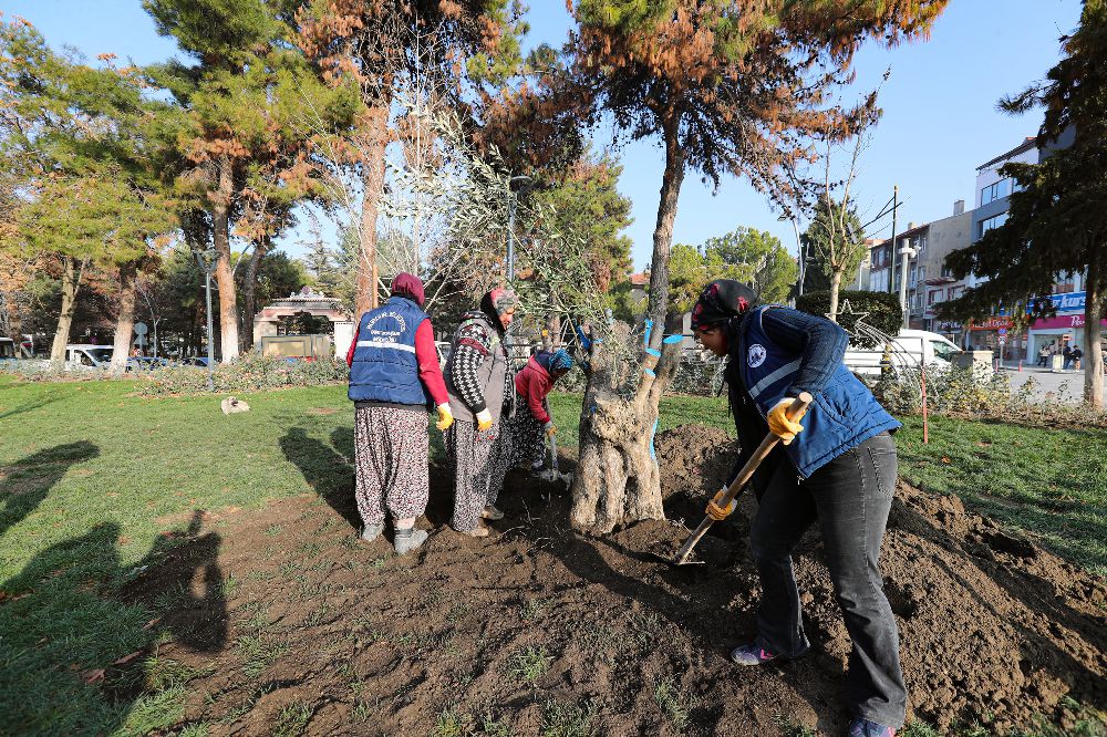 300 yaşındaki zeytin ağacı, Burdur Cumhuriyet Parkına dikildi.