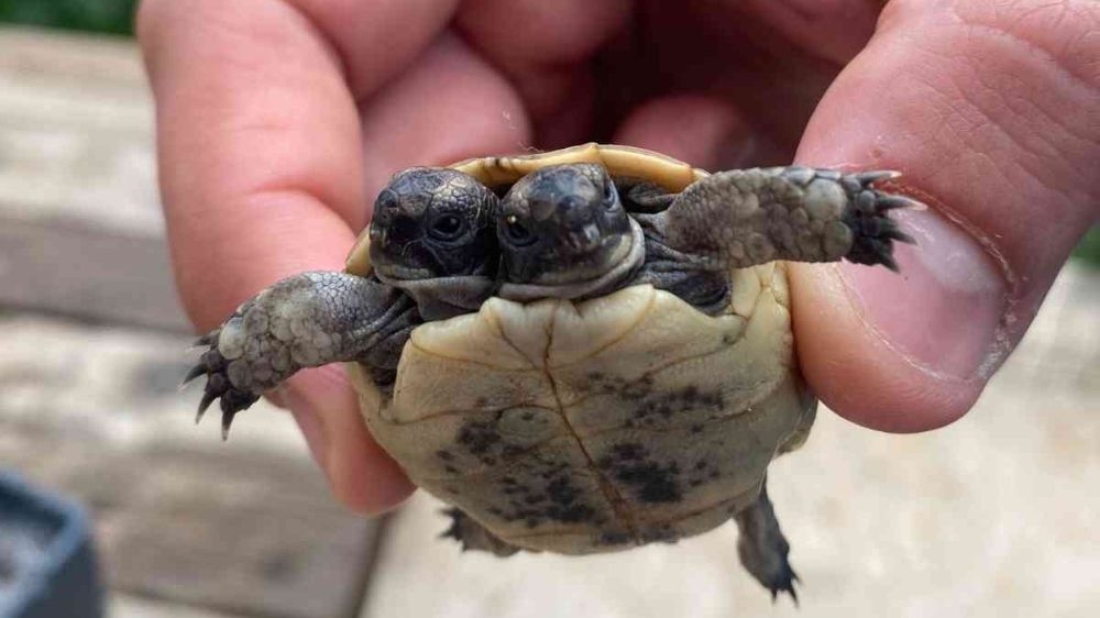 Antalya’da çift başlı kaplumbağaya özenle bakılıyor
