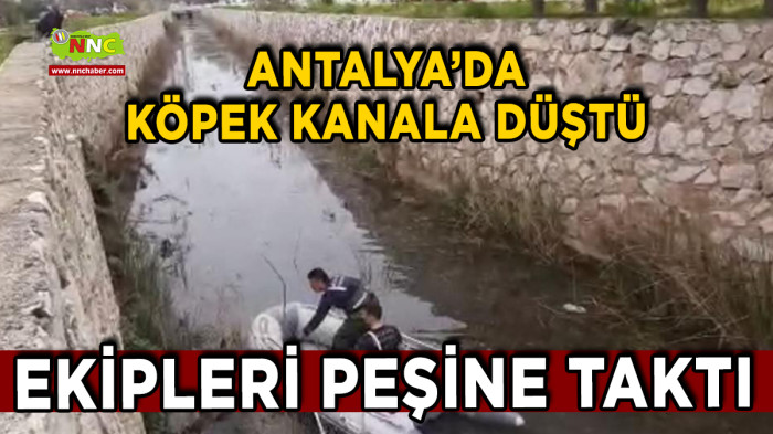Antalya’da Köpek Kanala Düştü Ekipleri Peşine Taktı