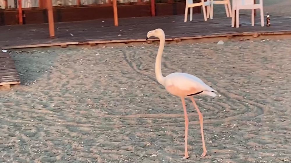 Antalya'da sürüden ayrılan flamingo sahile indi
