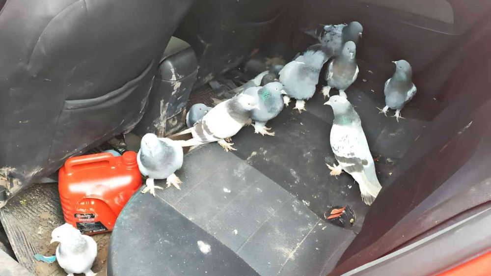 Güvercin hırsızları polise takıldı