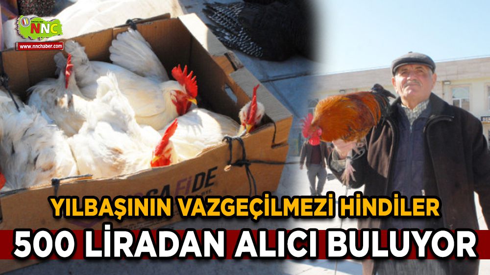 Yılbaşının vazgeçilmezi hindiler Burdur'da 500 liradan alıcı buluyor