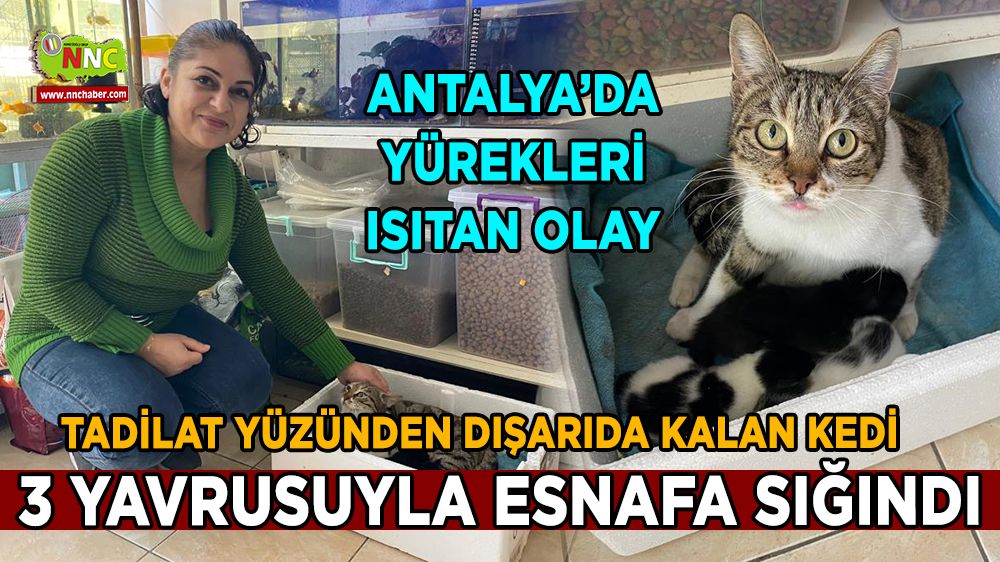 Antalya'da dışarıda kalan kedi, 3 yavrusuyla esnafa sığındı