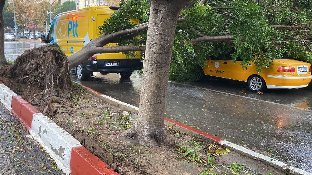 Antalya’da fırtınaya dayanamayan ağaç araçlara devrildi