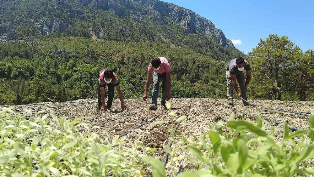 Antalya tarımına 2022'de 143 milyon liralık destek