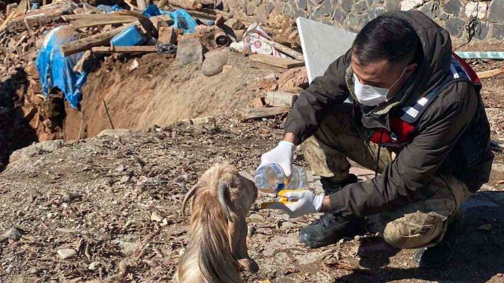 Depremin merkezi olan Pazarcık’ta 343 hayvan canlı kurtarıldı