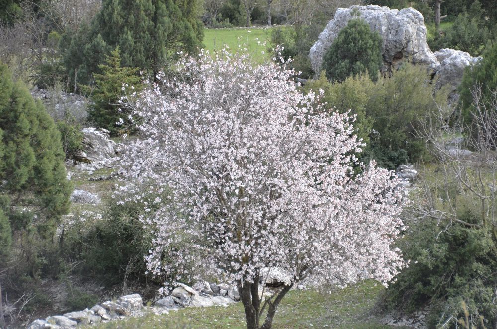 Antalya'da badem ağacı güneşe aldanıp erken çiçek açtı