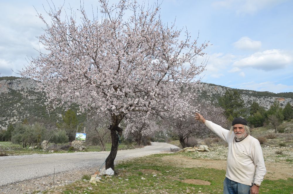 Antalya'da badem ağacı güneşe aldanıp erken çiçek açtı