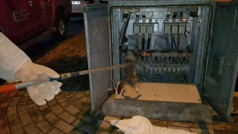 Antalya'da kediyi elektrik çarptı