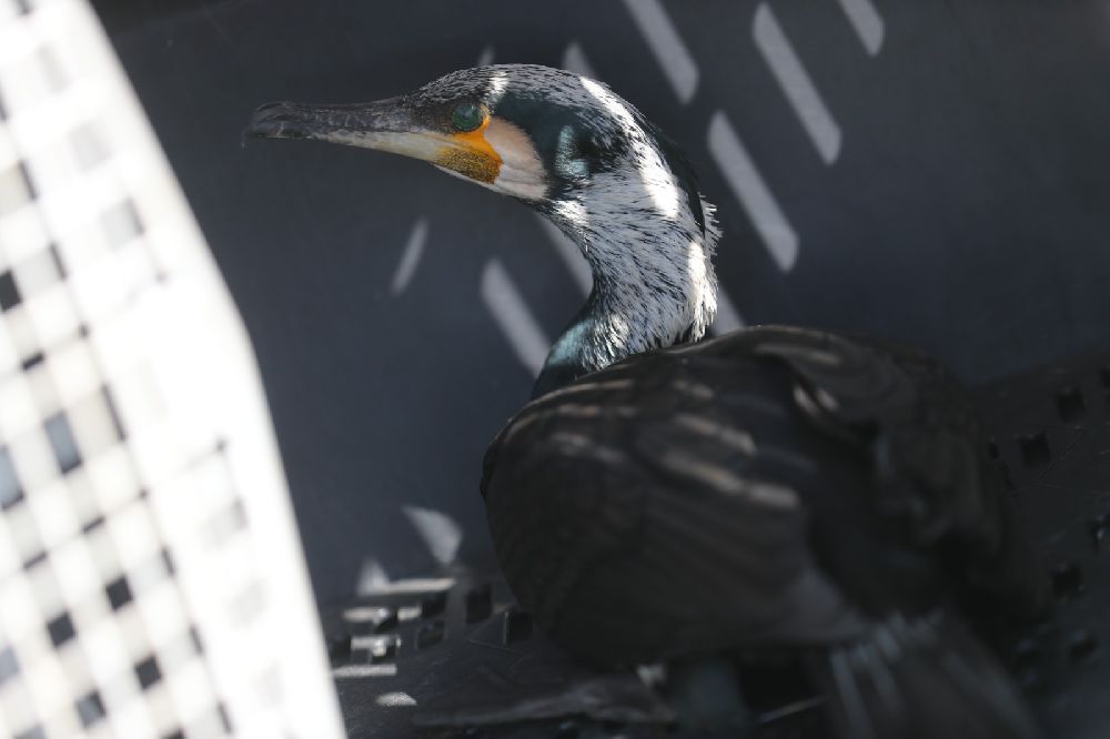 Antalya'da tedavi edilen Karabatak Boğaçayı’na salındı