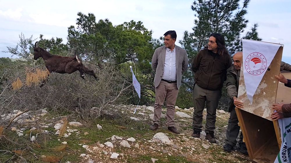 Antalya'da yaban keçisi özgürlüğe zıpladı