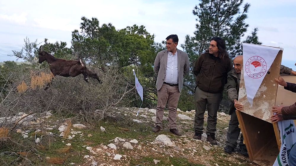 Antalya'da yaban keçisi özgürlüğe zıpladı