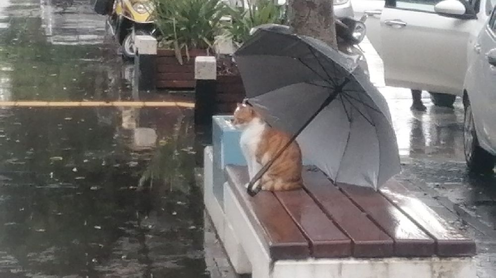 Islanan kedi için şemsiyesini bıraktı