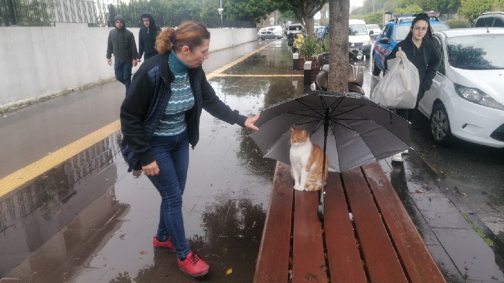 Islanan kedi için şemsiyesini bıraktı