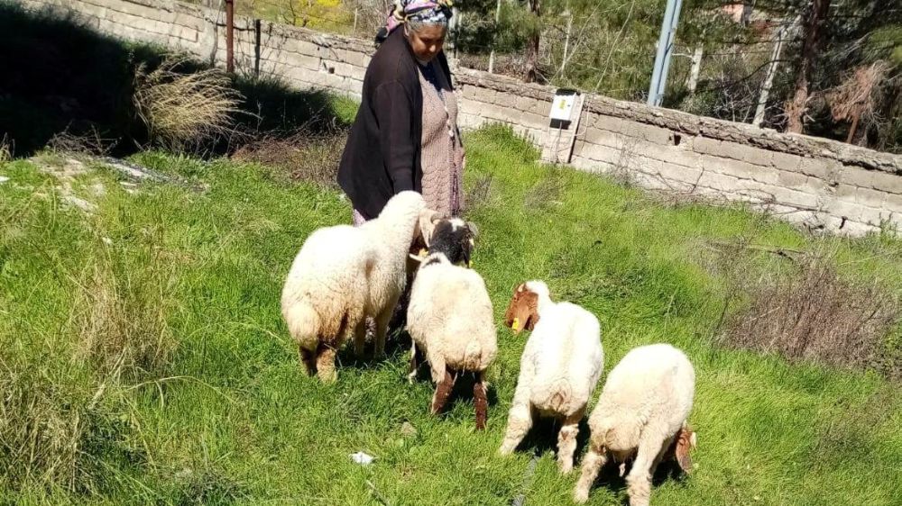 Kaybolan 4  koyun bulundu