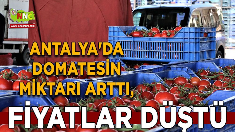 Antalya'da domates arttı, fiyat düştü