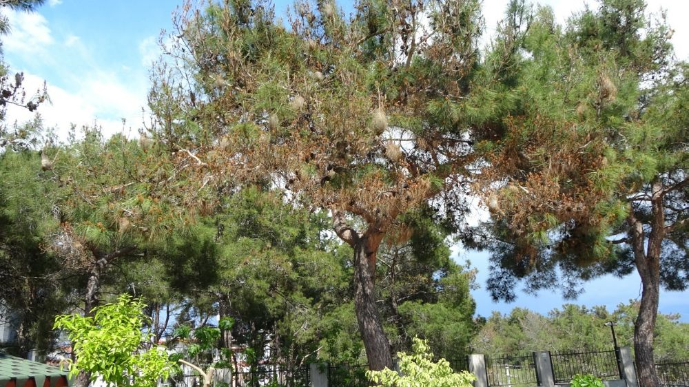 Antalya'da ormanların kabusu çam kese böceğine karşı yeni hamle