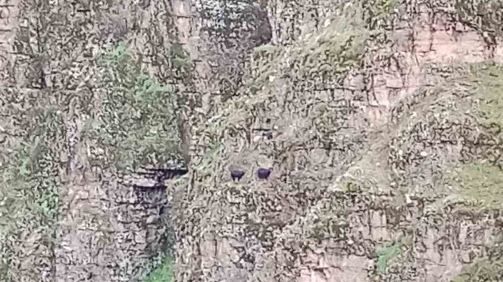 Batman’da kayalıklarda  4 keçi mahsur kaldı