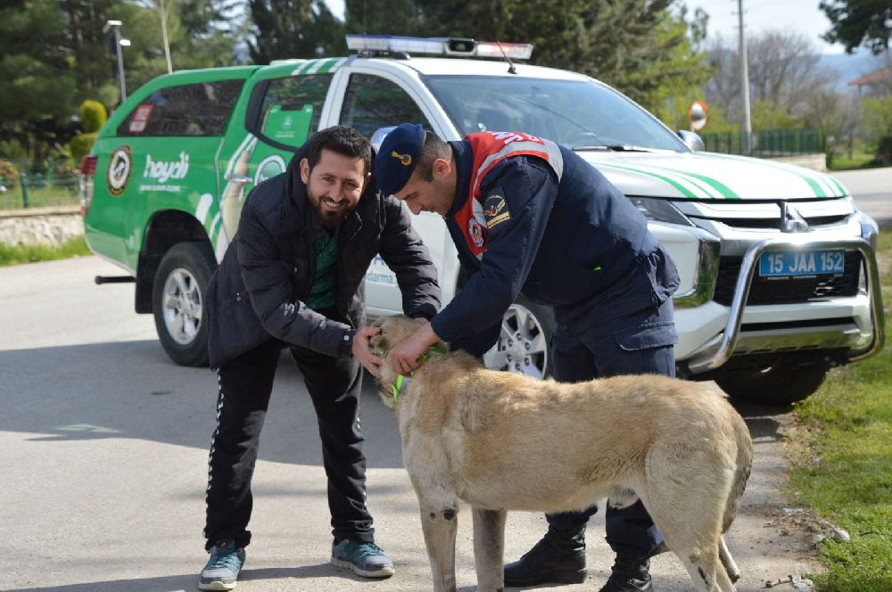 Çeltikçi'de sokak köpeklerine reflektörlü tasma uygulaması