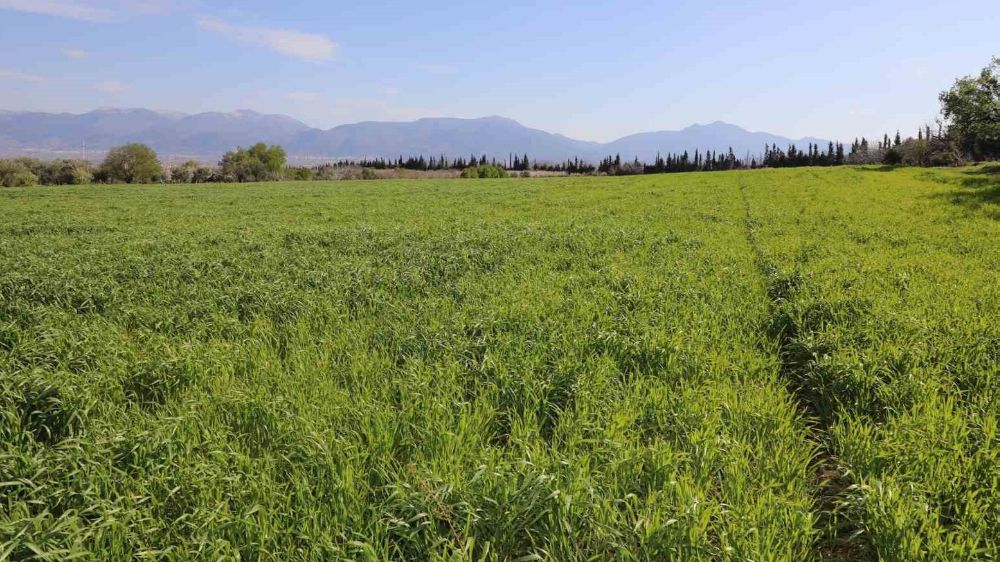 Şehzadeler Belediyesi'nin buğdayları ihtiyaç sahiplerine un olacak