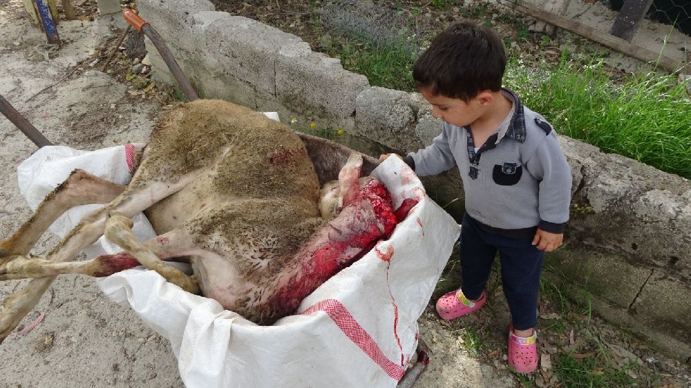 Antalya'da pitbullar keçi ve koyunlara saldırdı