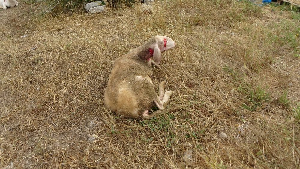 Antalya'da pitbullar keçi ve koyunlara saldırdı
