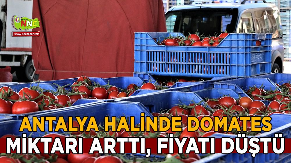 Antalya halinde domates miktarı arttı, fiyatı düştü