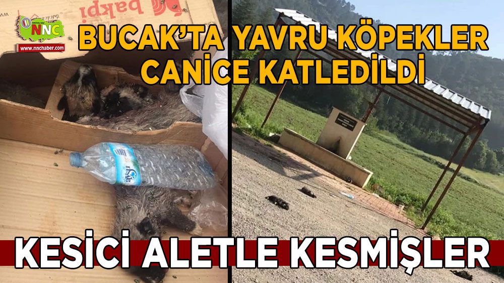 Bucak'ta zararsız yavru köpekler öldürüldü