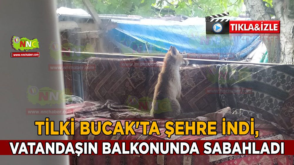 Tilki Bucak'ta şehre indi, vatandaşın balkonunda sabahladı