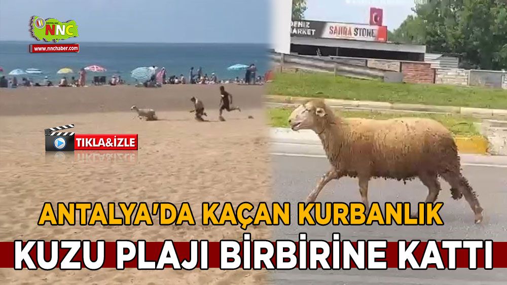 Antalya'da kaçan kurbanlık kuzunun maceralı serüveni