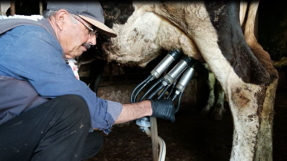 Antalya'da süt üreticilerine destek