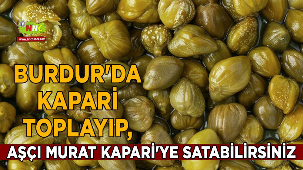 Burdur'da kapari toplayıp, Aşçı Murat Kapari'ye satabilirsiniz