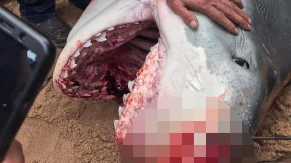 Rus turisti öldüren köpek balığı için tüyler ürperten yorum