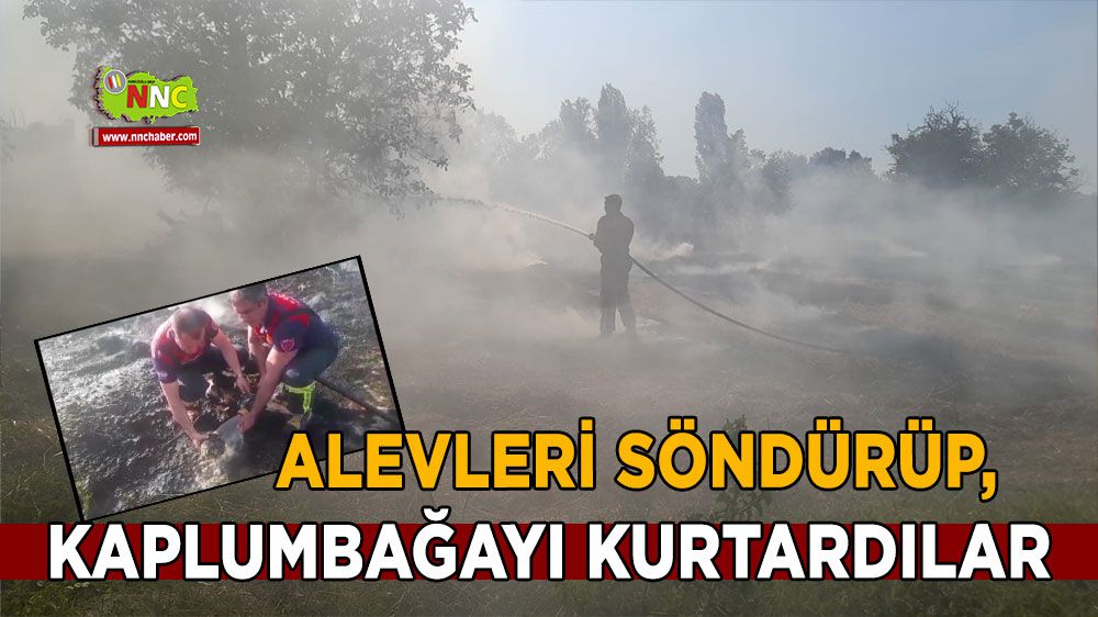 Alevleri söndürüp, kaplumbağayı kurtardılar