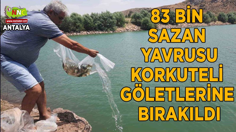 Antalya'da 83 bin sazan yavrusu Korkuteli Göletlerine kavuştu