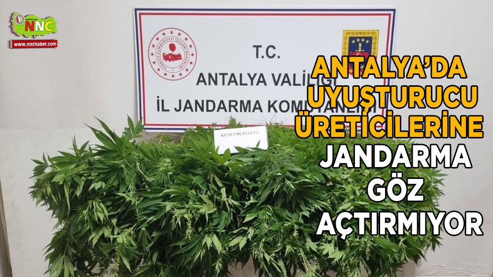 Antalya'da uyuşturucu üreticilerine jandarma göz açtırmıyor