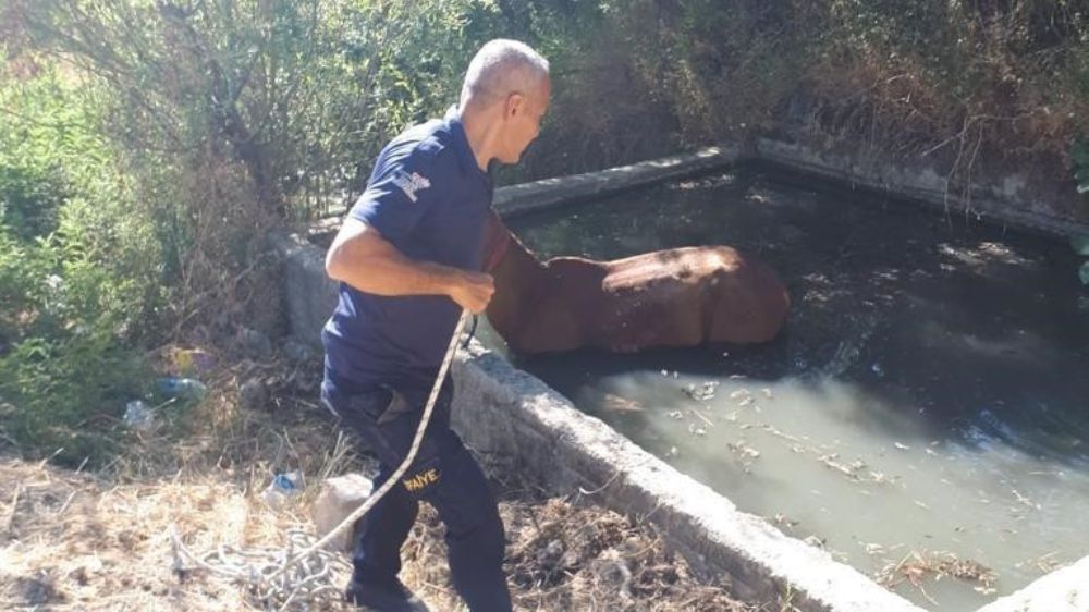 Atın imdadına itfaiye yetişti.