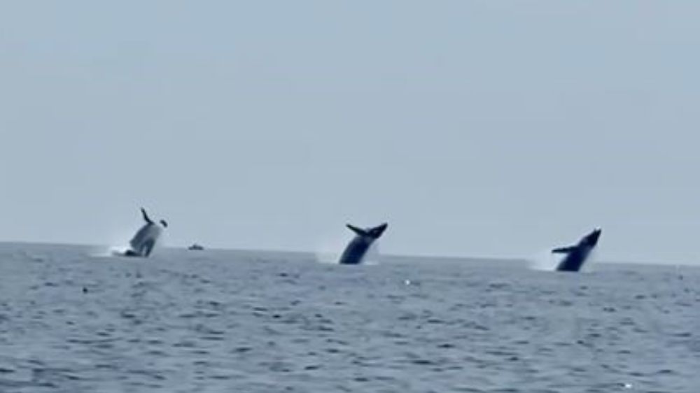  Balinaların Dansı İnsanları Mest Etti