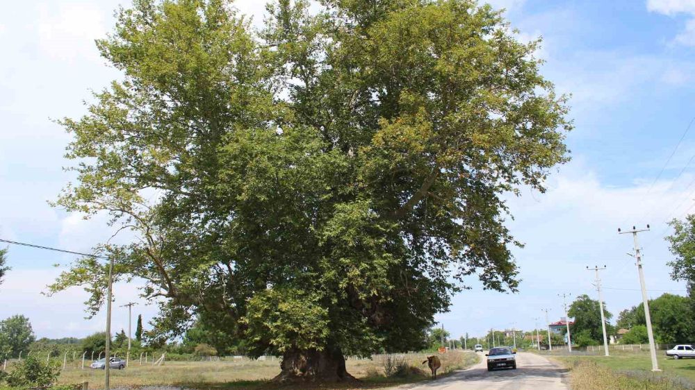 Çınar ağacının 700 yıllık hikayesi