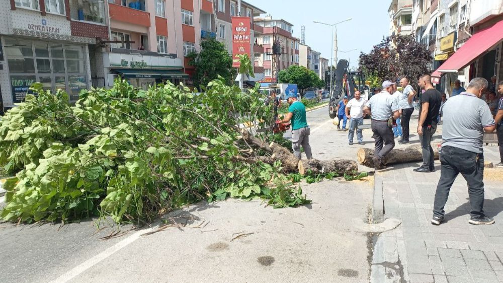 Edirne’de devrilen ağaç trafiği kapattı