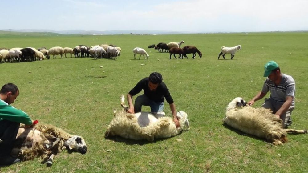 Erzincan'da Hayvanlara rahatlama Vakti geldi