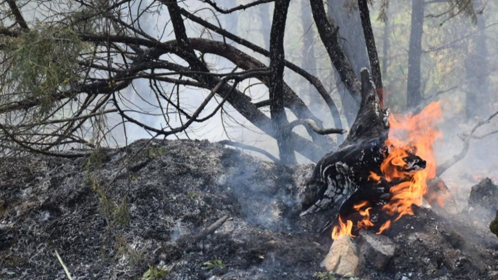 Eskişehir’de orman yangını Sürüyor