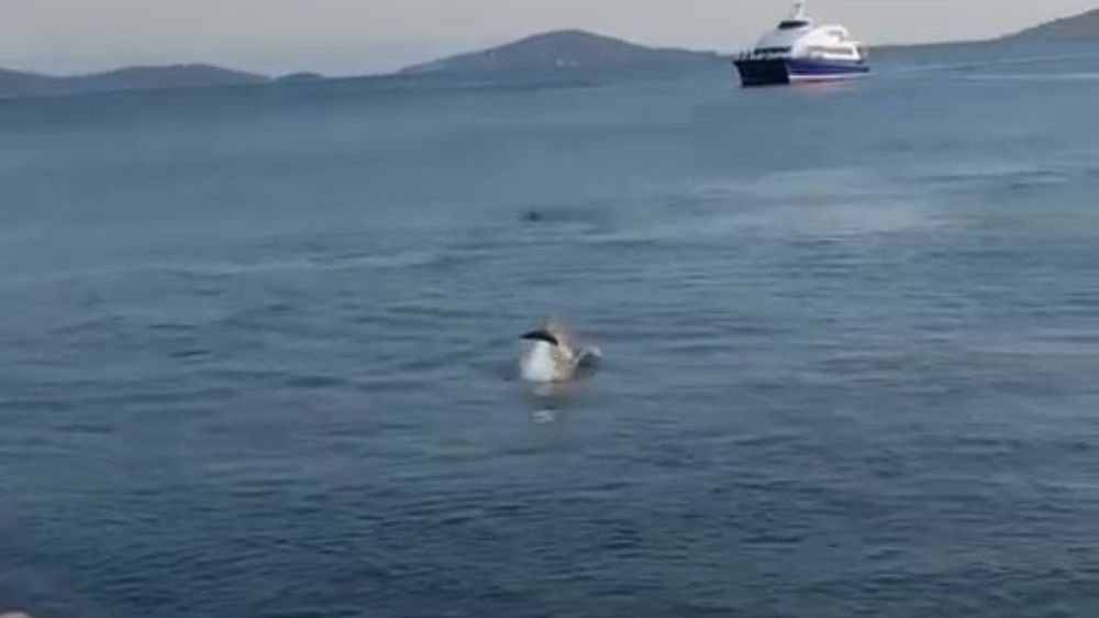 Kadıköy Sahil'inde yüzen yunuslar izleyenleri hayran bıraktı